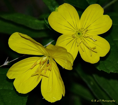 {Oenothera fruticosa}